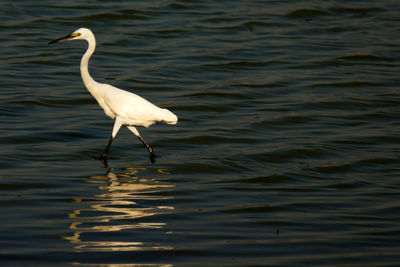 View of bird in lake