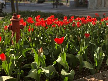 Red tulips in bloom