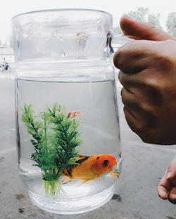 Midsection of person holding fish in container