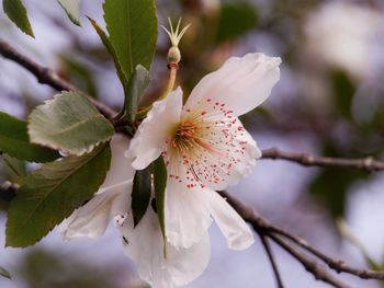 Close-up of white cherry blossom