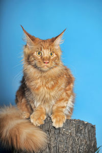 Portrait of cat sitting against blue background