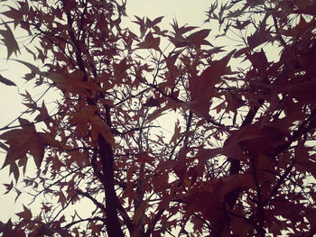 Low angle view of tree against sky