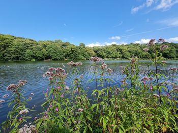 Scenic view of lake against blue sky