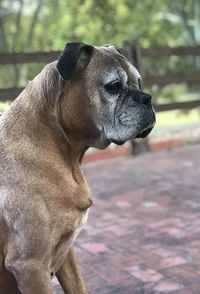 Close-up of dog looking away