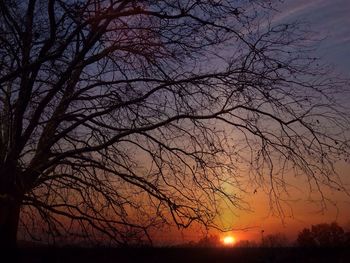 Silhouette of trees at sunset