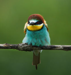 Close-up of bird perching on branch