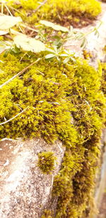 High angle view of moss growing on rock