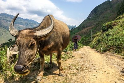 Cattle herding vietnam 