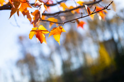 Low angle view of autumnal leaves against blurred background