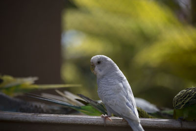 Close-up of pigeon perching on railing