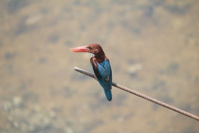 Close-up of bird perching