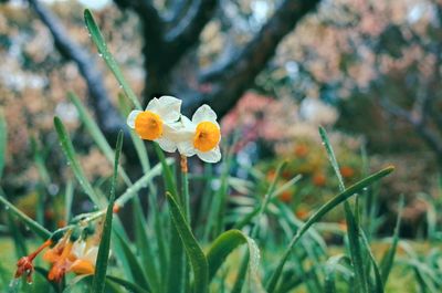 Close-up of yellow flowering plant on field