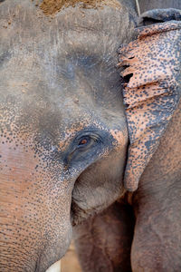 Close-up of elephant