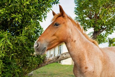 Close-up of a horse on field