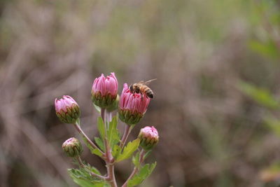 Close-up of bee on pink flower