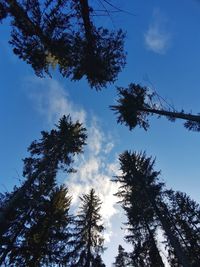 Low angle view of trees against sky