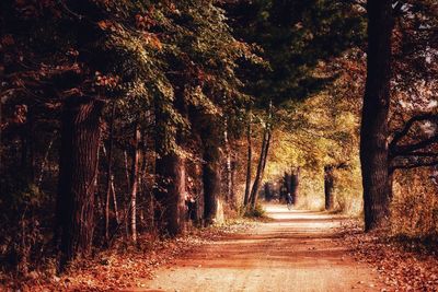 Dirt road amidst trees in forest during autumn