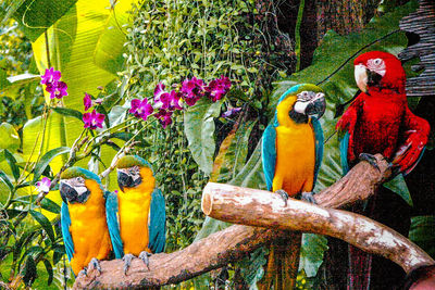 View of parrot perching on tree