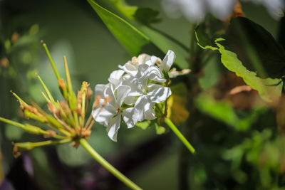White flower geranium