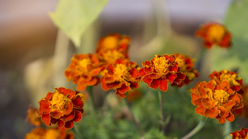 Orange petals of french marigold is an annaul flowering plant in daisy family, native to mexico 