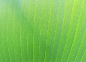 Full frame shot of green leaf
