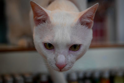 Close-up portrait of a cat