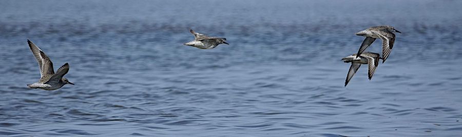 Seagulls flying over sea