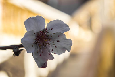 Close-up of white flower blooming on tree