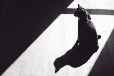 High angle view of cat sitting on floor