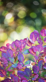 Close-up of purple flowers