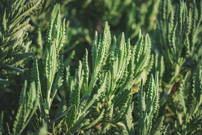 Close-up of fresh green plant in field