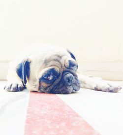 Close-up of a dog resting