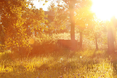 Trees on field against bright sun during sunset