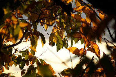 Low angle view of maple leaves on tree