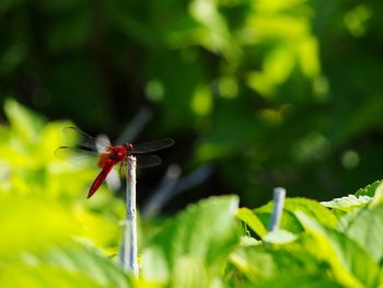 Close-up of dragonfly perching on leaf