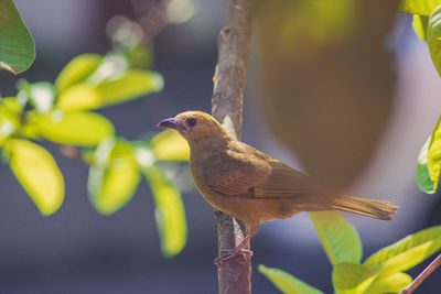 Close-up of bird perching on a plant