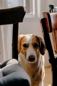 Close-up portrait of dog looking at home