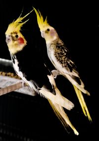 Close-up of birds perching on wood