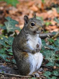 Close-up of squirrel