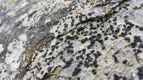 Full frame shot of textured surface