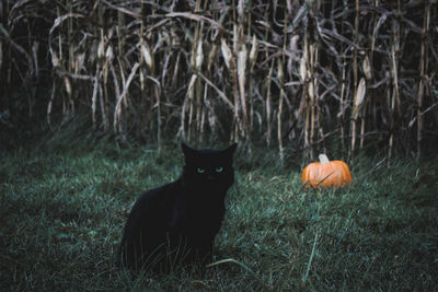 View of a cat on field