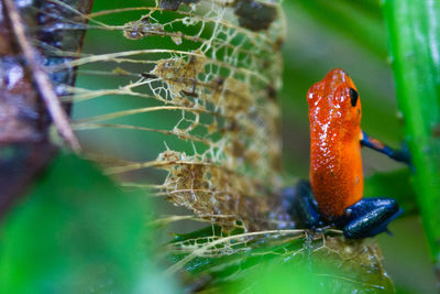 Close-up of spider on web