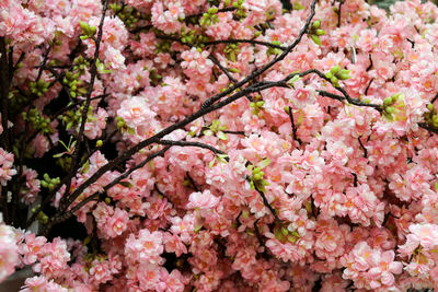 Close-up of pink cherry blossoms in spring