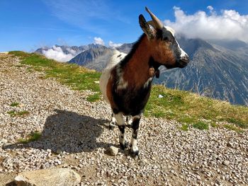 Close-up of a horse on landscape against mountain range