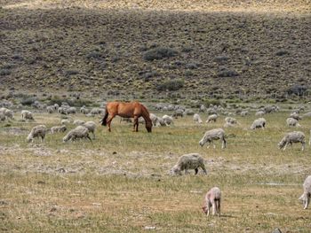 Horses grazing in a field