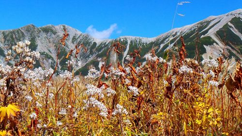 Scenic view of mountains against blue sky