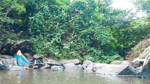 Plants growing on rocks by river in forest