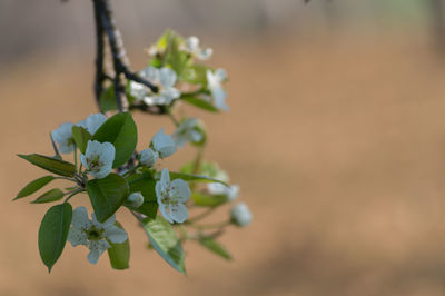 Close-up of flowers growing on tree