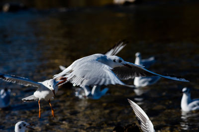 Seagull flying