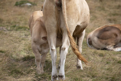 Horses standing in a field